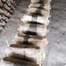 高温菇菌棒出售中