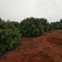 杨梅树，九江诚信苗木欢迎全国各地老板来电咨询。