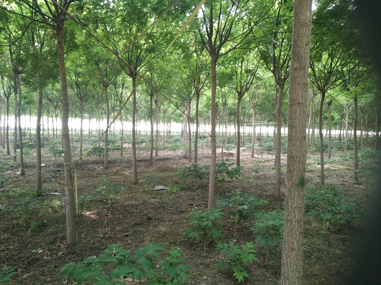 桃木剑与桃树枝装饰