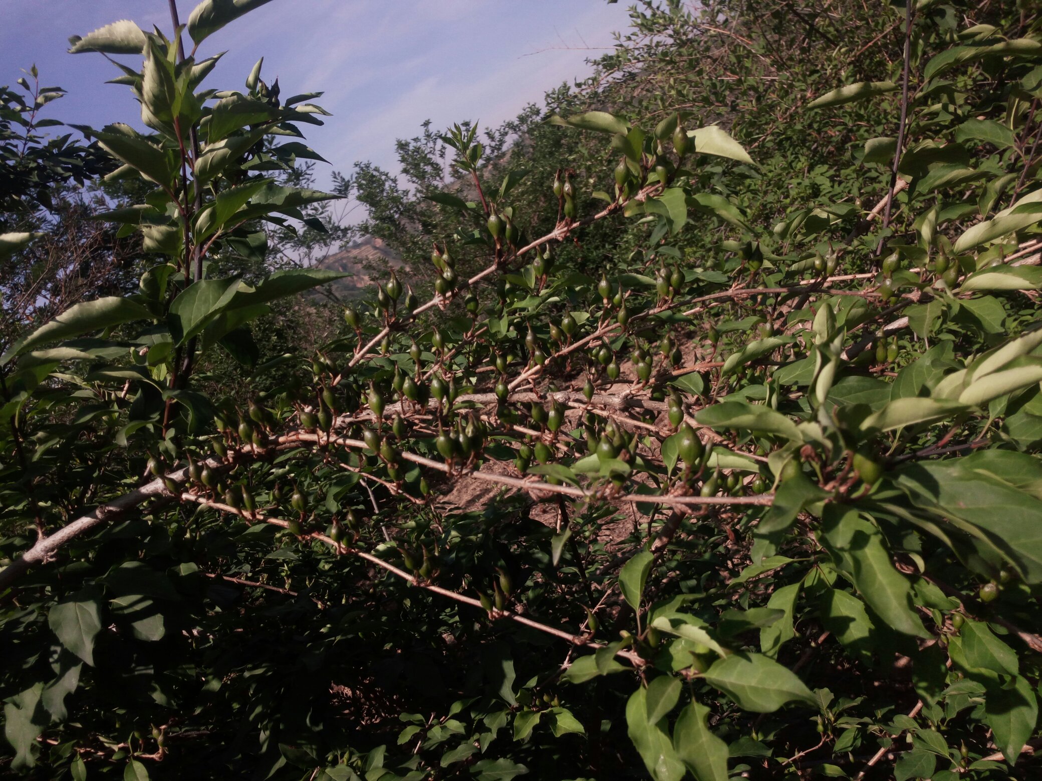 青翘药材图