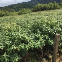 楠木杯苗