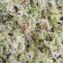 原生态水苔