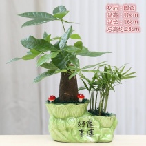 发财树盆栽室内花卉小盆景办公室绿色植物客厅招财盆栽