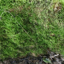 贵州苔藓