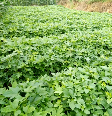 新鲜可口富硒的紫薯苗