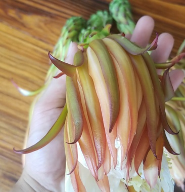 [火龙果干花批发]火龙果鲜花价格8.00元/斤 - 一亩田