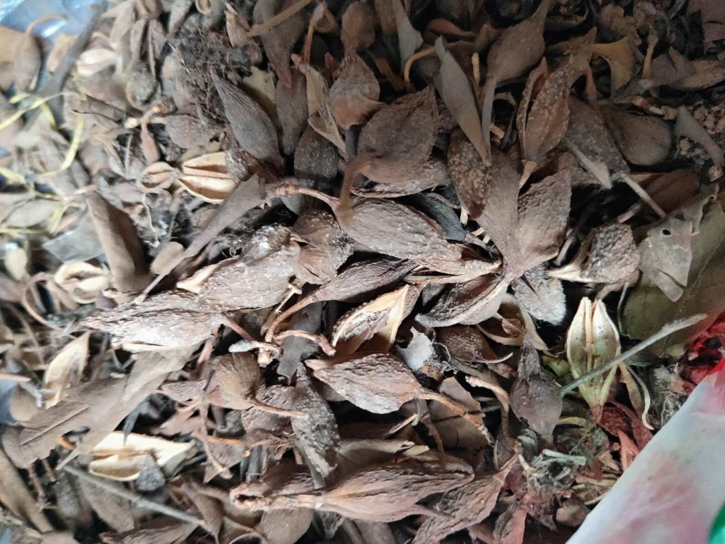 北柴胡饮片与连翘组合包装展示图