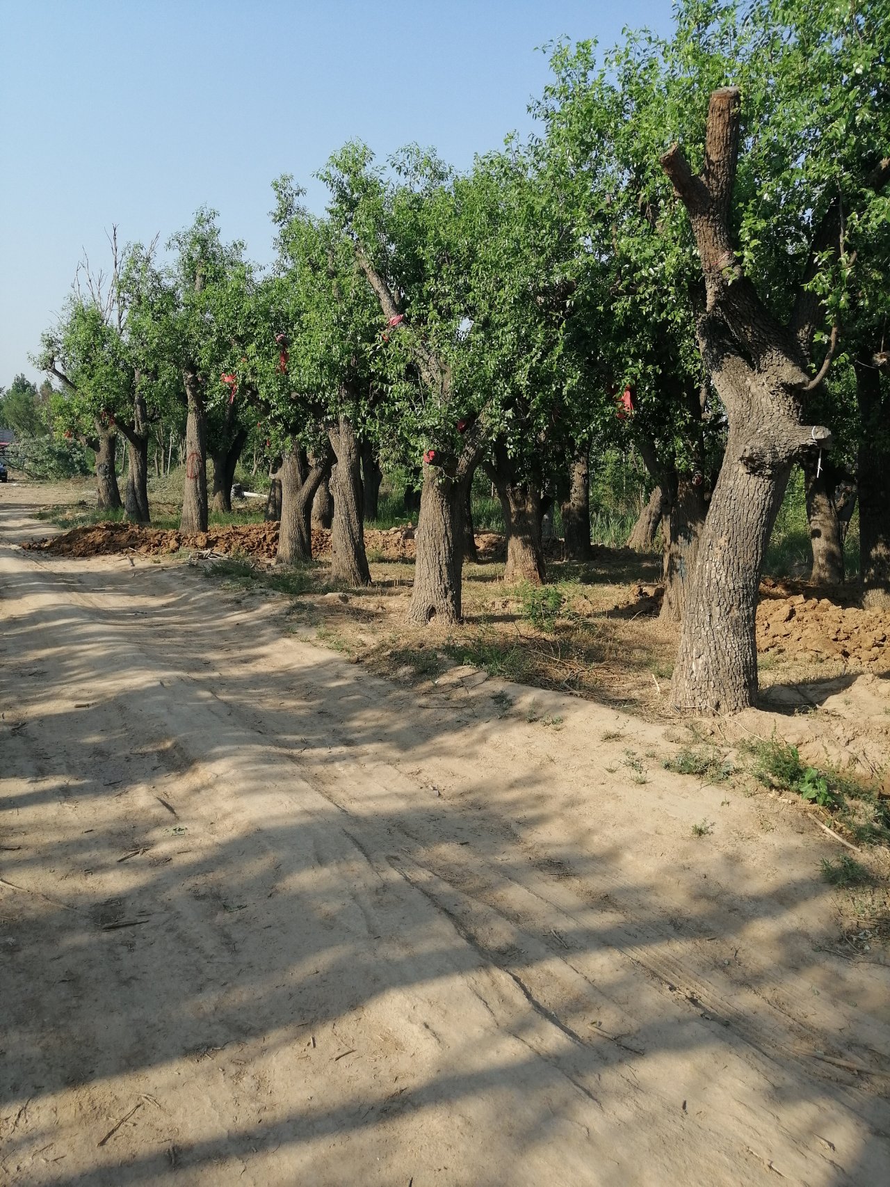 千年古枣树百年古枣树古枣树桩