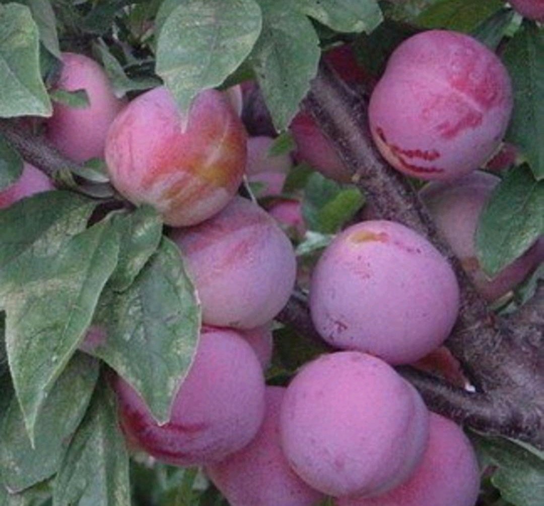 一颗饱满圆润的红布林,表皮呈现出深紫红色光泽,表面带有自然果粉,背景为阳光照射下的果园环境,突出水果的新鲜与自然成熟状态 红布林果实特写