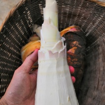 应季甜笋电商供货全国供应