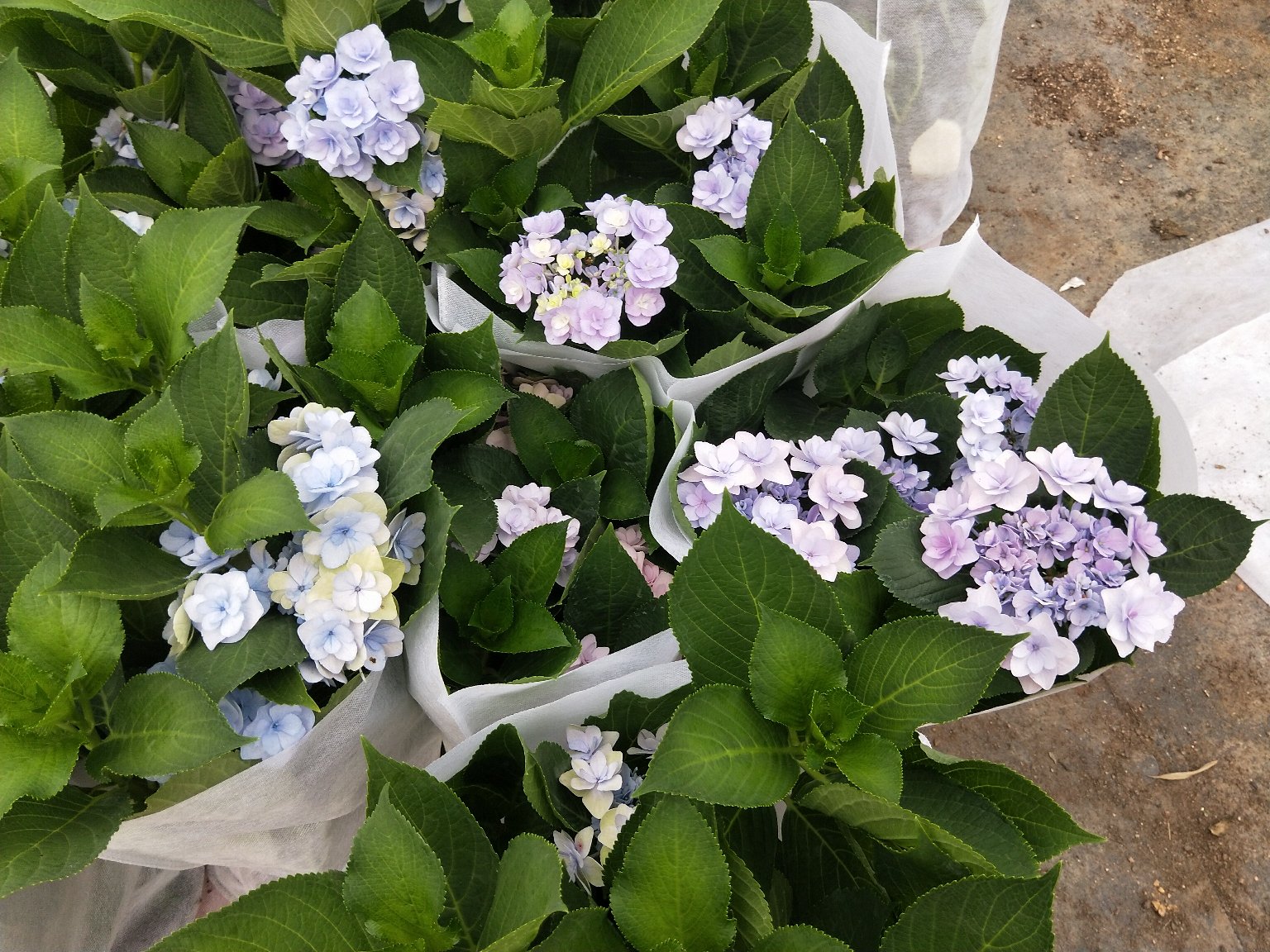 完成的八角形剪纸作品