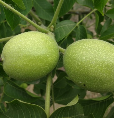 优质青皮香玲薄皮核桃有机肥无化肥4公分以上无黑斑口感好