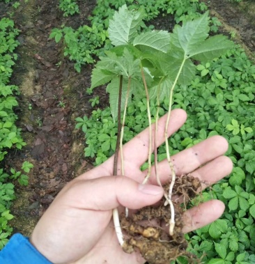 竹节人参野生三七白三七竹节七种苗