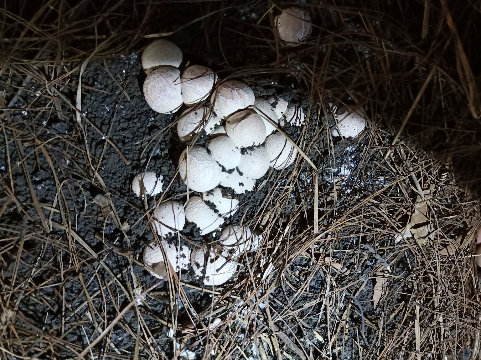一片针叶林下湿润腐殖土中生长的成熟松茸,周围有松针覆盖,土壤呈深褐色,显示其典型的共生生态环境,背景为云南高原山区森林 松茸生长环境示意图