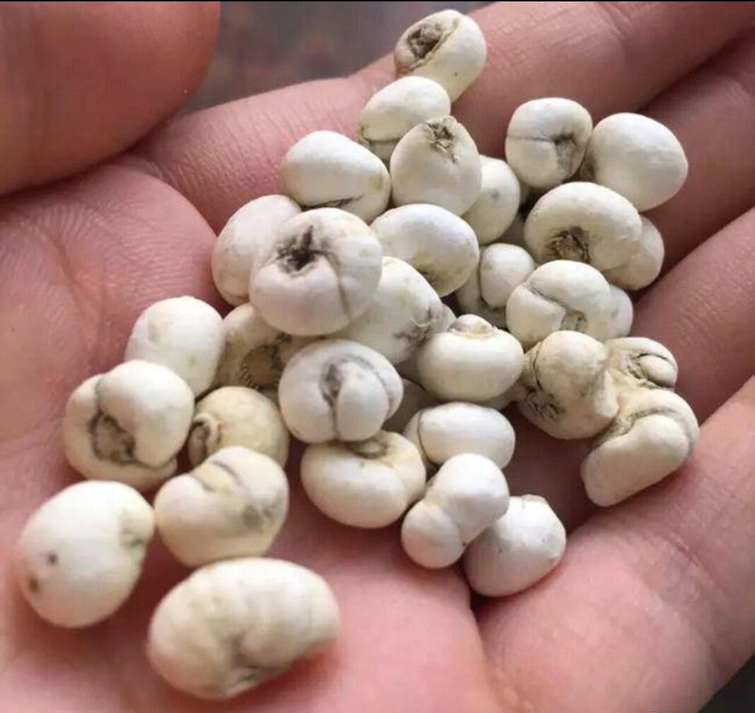 川贝母药材实物图