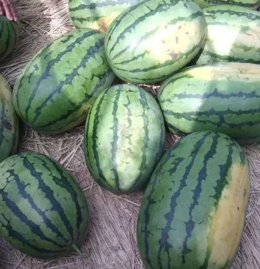 吉林洮南西瓜代办 黑水西瓜 产地大量供应.