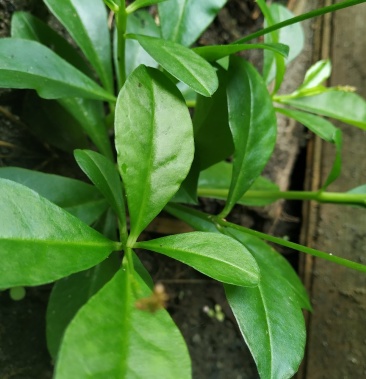 [人参批发]广东省粤北地区天然野生全草人参干鲜货,产地直销,大量供应