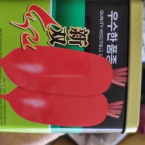 新双红萝卜种子耐热极早熟