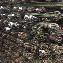 竹竿销售，竹片，竹尖，菜架杆，山药竿，豆角架，西红柿架等
