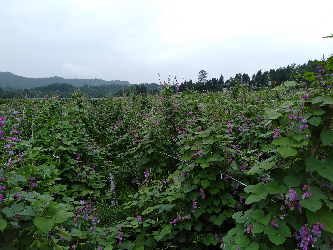 一片开阔的农田中,紫色扁豆藤蔓攀爬在竹架上,开着淡紫色蝶形花朵,部分已结出细长的紫红色豆荚,土壤湿润,周围有蜜蜂飞舞 农田中盛开紫花的扁豆藤蔓