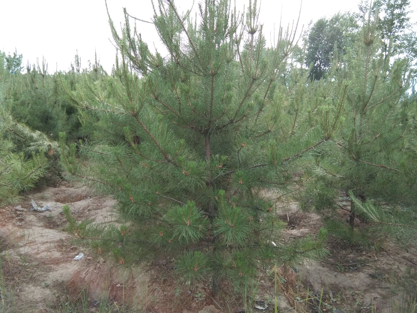 油松林中的油松节