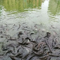 埃及胡子鲶革胡子鲶埃及塘鲺