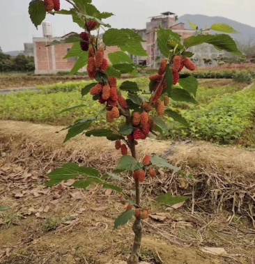 果树苗 桑葚树苗嫁接桑树苗地栽盆栽桑葚苗南方北方种植当年