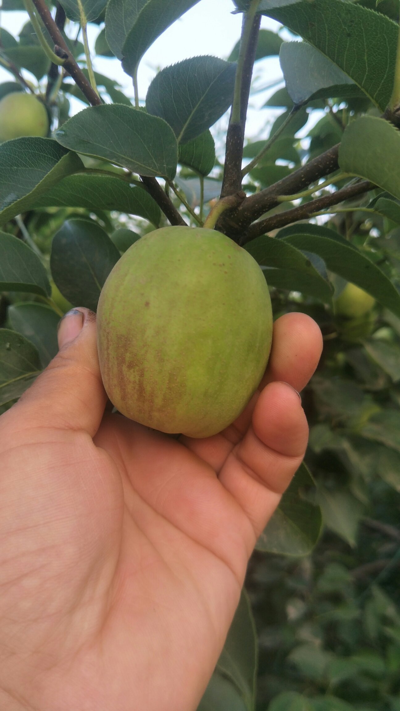 【精品】新梨七号,肉细脆甜渴口,入口无渣 大量上市