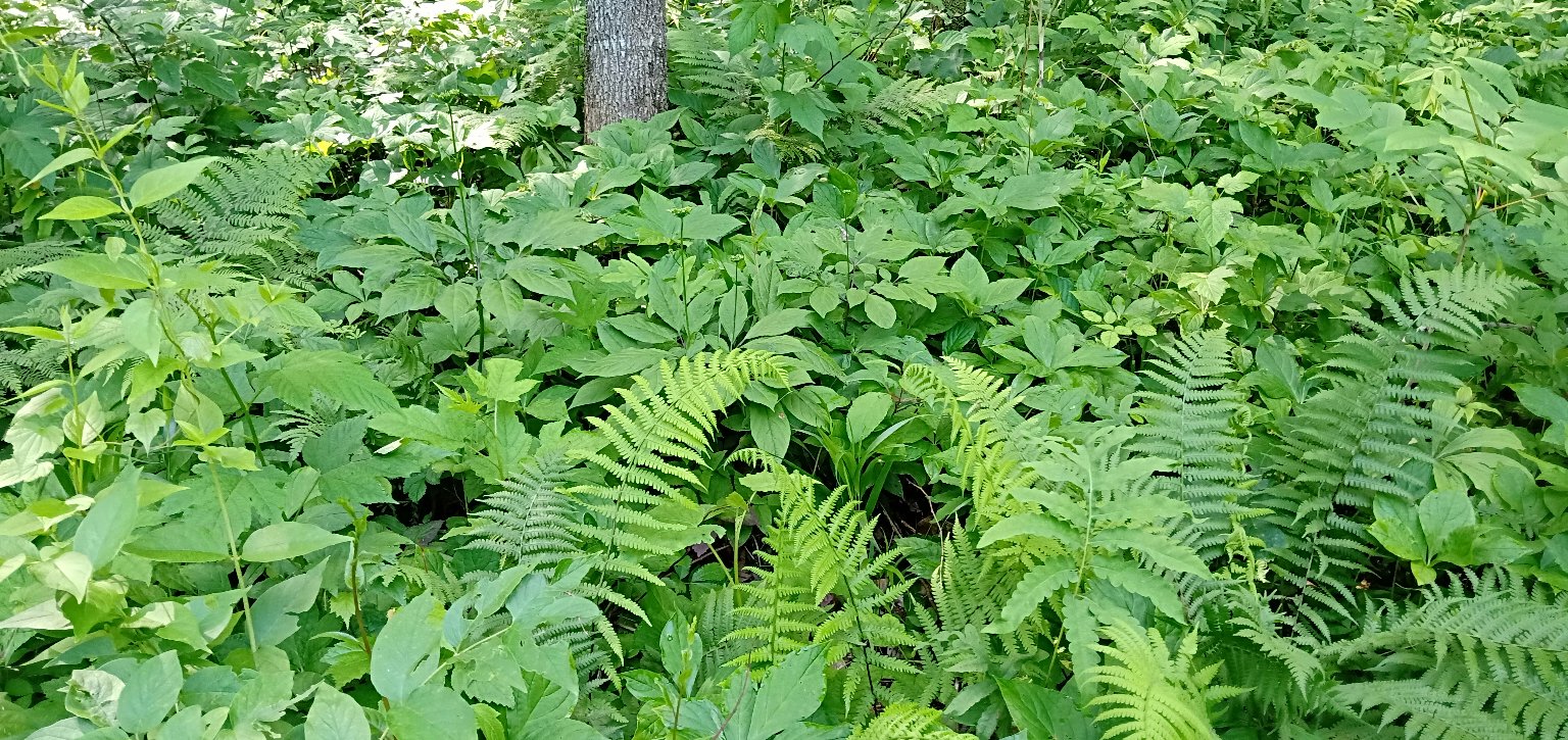 长白山原始森林中的野生人参生长环境