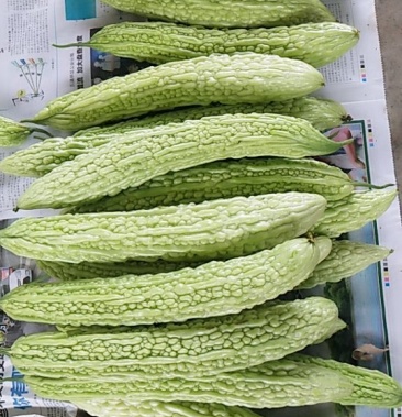 [油苦瓜批发]油苦瓜价格3.00元/斤 - 一亩田
