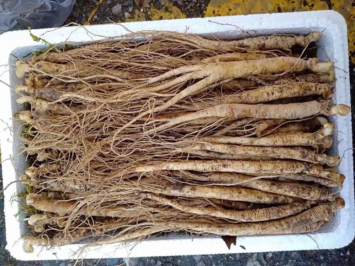 展示新鲜人参的完整根茎,表皮完整,颜色自然 鲜人参实物展示图