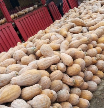 蜜本南瓜 4~5斤以上 长条形