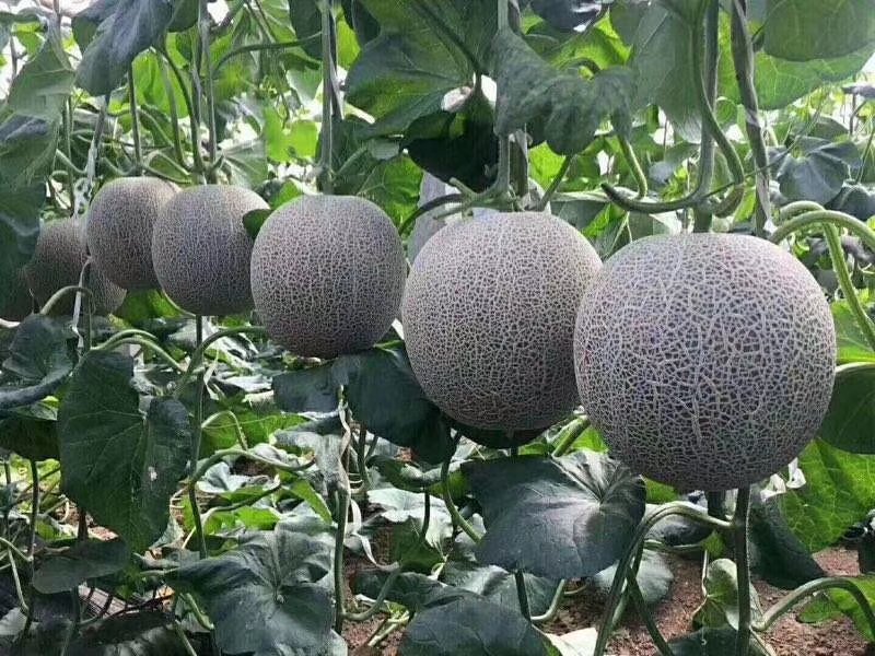 翠梨甜瓜在云南种植基地的实景图