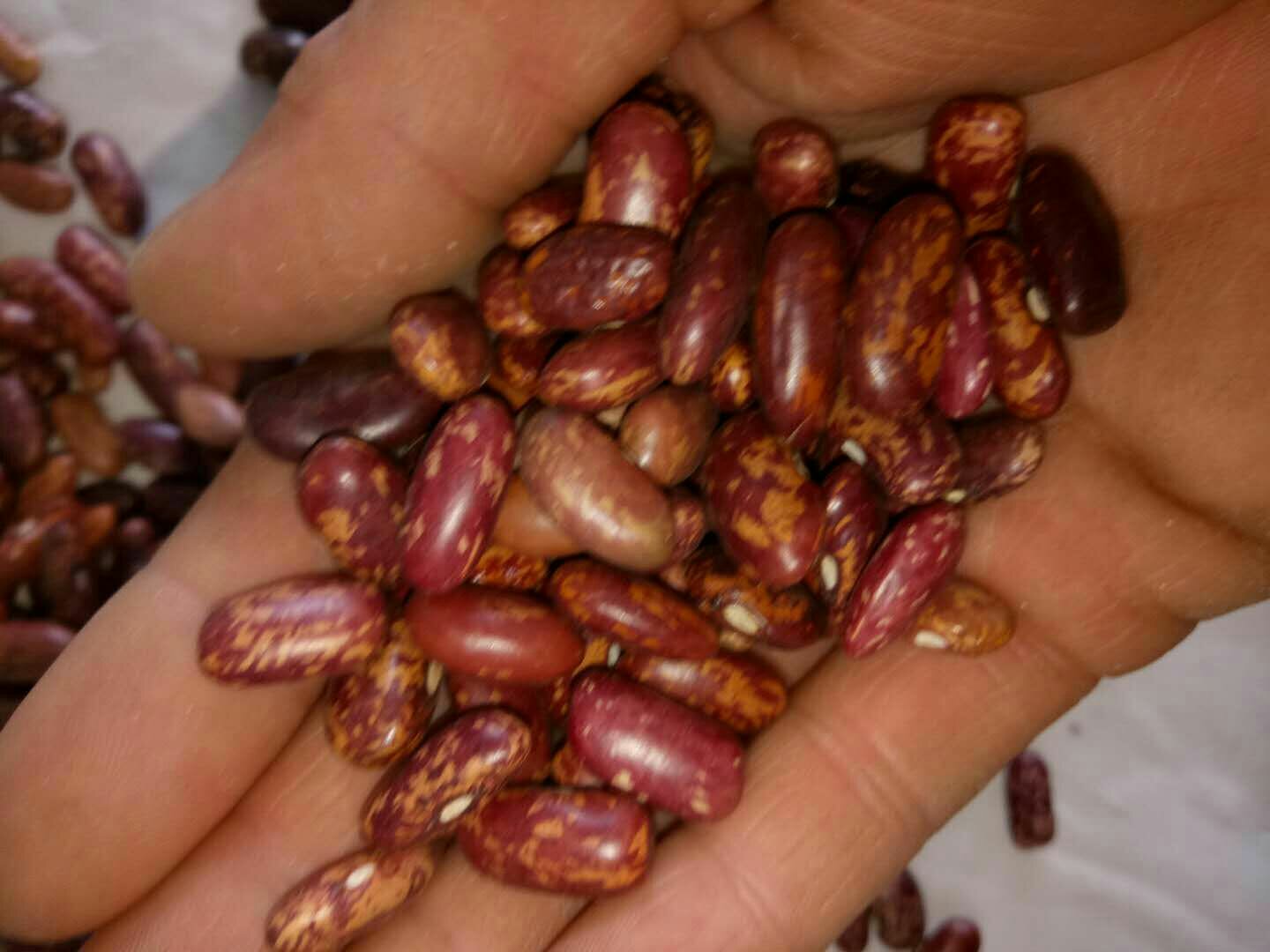 大豆纤维特写