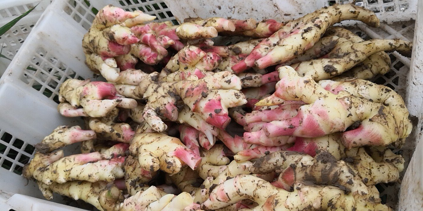 新鲜采摘的子姜,表皮浅黄带粉红,质地脆嫩,切面呈淡黄色,带有明显汁液,背景为竹编簸箕,体现农产品原生态特征 子姜特写