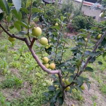 攀枝花早熟一号，1259大量上市