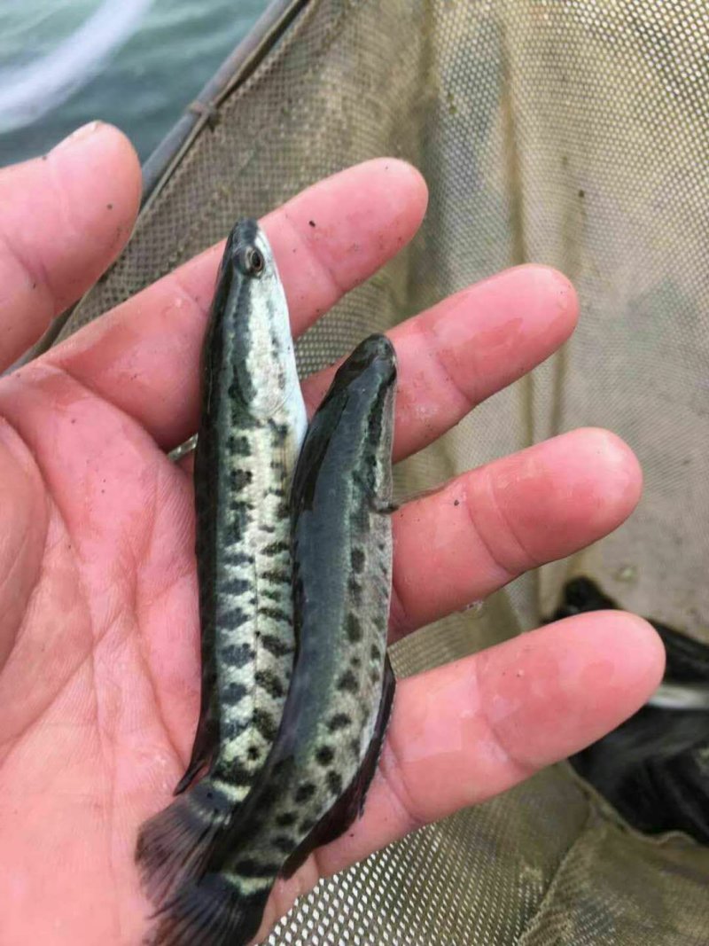 [大口鲶苗批发]贵州遵义道真县鲶鱼苗 0.50元/个大口鲶苗 胡 _ 一亩田