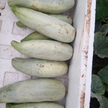 [甜瓜批发]安徽淮南潘集区甜瓜 0.80元/斤酥瓜 _ 一亩田