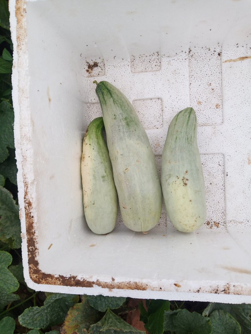 [甜瓜批发]安徽淮南潘集区甜瓜 0.80元/斤酥瓜 _ 一亩田