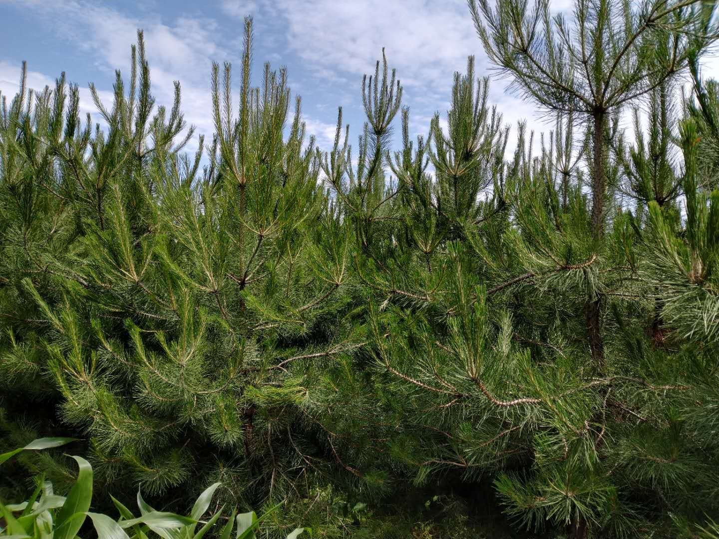 斜飘油松整体形态展示