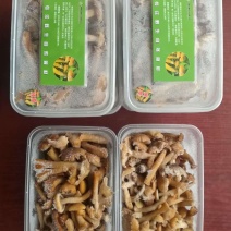 东北榛蘑，速冻榛蘑，质量好