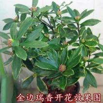 金边瑞香盆栽绿植金边瑞香盆栽花卉瑞香花苗花期长耐寒耐热
