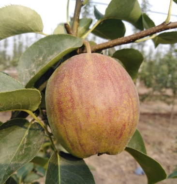 大量供应新梨七号梨.