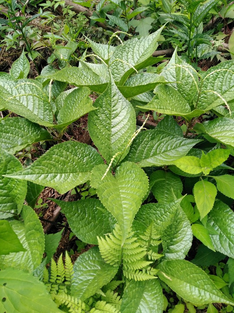 适合懒人种植的中药材(适合懒人种植的花卉有哪些)