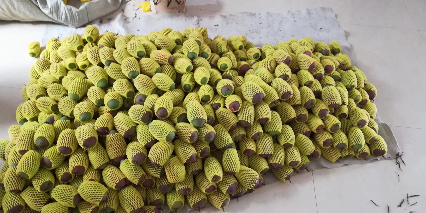 展示金煌芒果核粉碎后用于制作茶饮、肥料或提取物的再利用流程图 金煌芒果核粉碎与再利用示意图