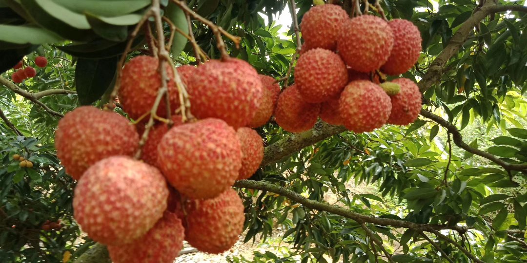 纪实摄影:展现广东茂名高州产区标准化采收流程,突出'晨露未晞即采、全程冷链'的品质控制节点,枝条保留2cm果柄确保保鲜 果园直采场景:清晨带露采摘的大妃子笑荔枝枝条,果穗紧凑,果实青红相间,工人佩戴食品级手套操作,背景可见标准化冷链运输车