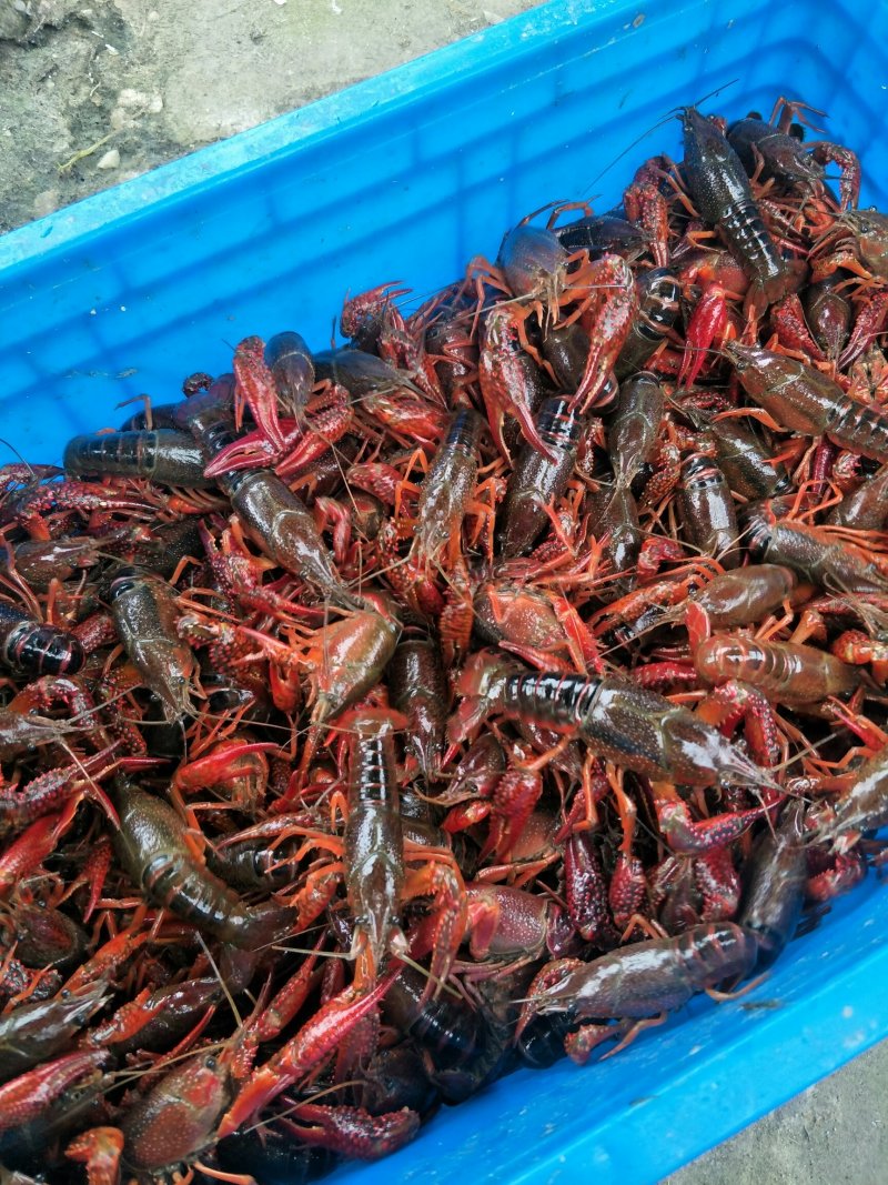 小龙虾,4一6钱