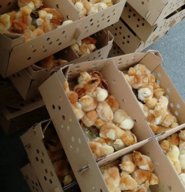 [三黄鸡苗批发]三黄鸡苗,矮脚黄鸡苗价格4.50元/只 - 一亩田