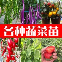 嫁接茄子苗绿萼紫萼圆茄长茄黑茄765等特级苗