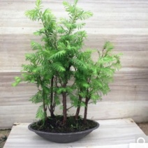 水杉盆景老桩植物室内客厅绿色四季常青净化空气苔藓树桩绿植